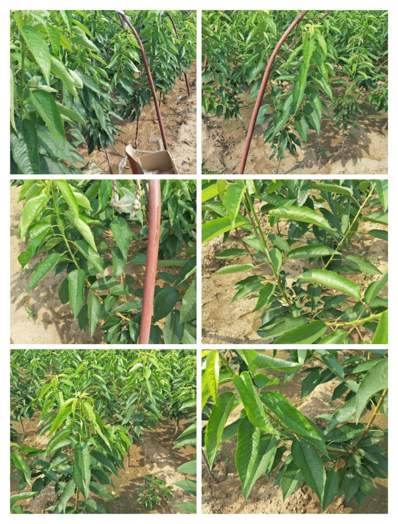 苗木种苗萨米脱樱桃苗，高丰产，宜管理，欢迎选购