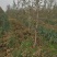 苹果树