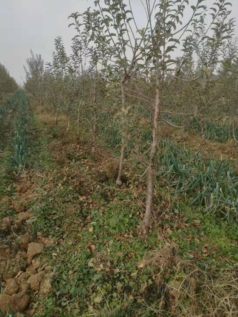 苹果树