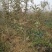苹果树
