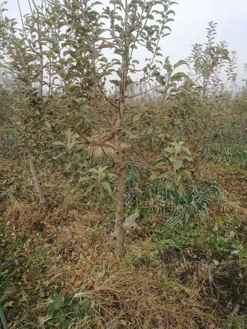 苹果树