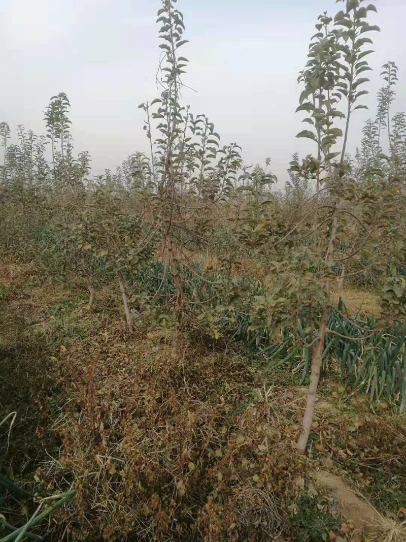 苹果树