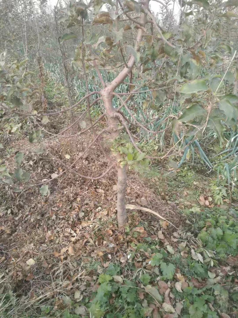 苹果树