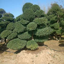 小叶女贞造型，河南潢川县友好苗圃场专业培育各种造型。