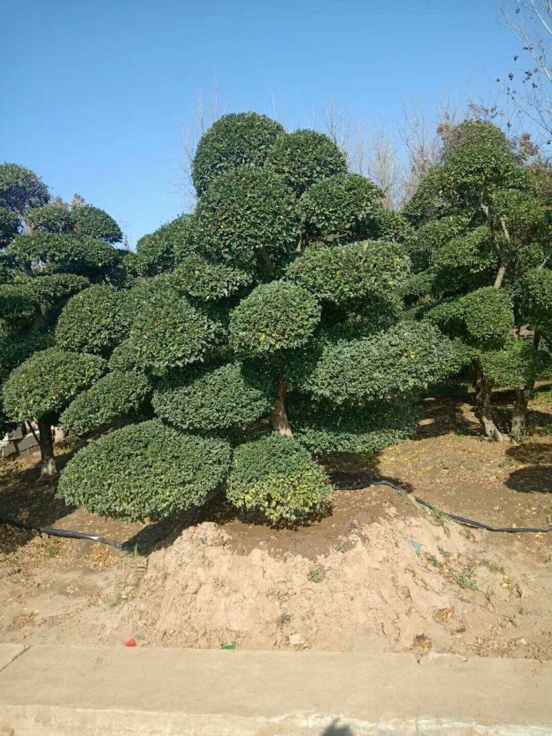 小叶女贞造型，河南潢川县友好苗圃场专业培育各种造型。