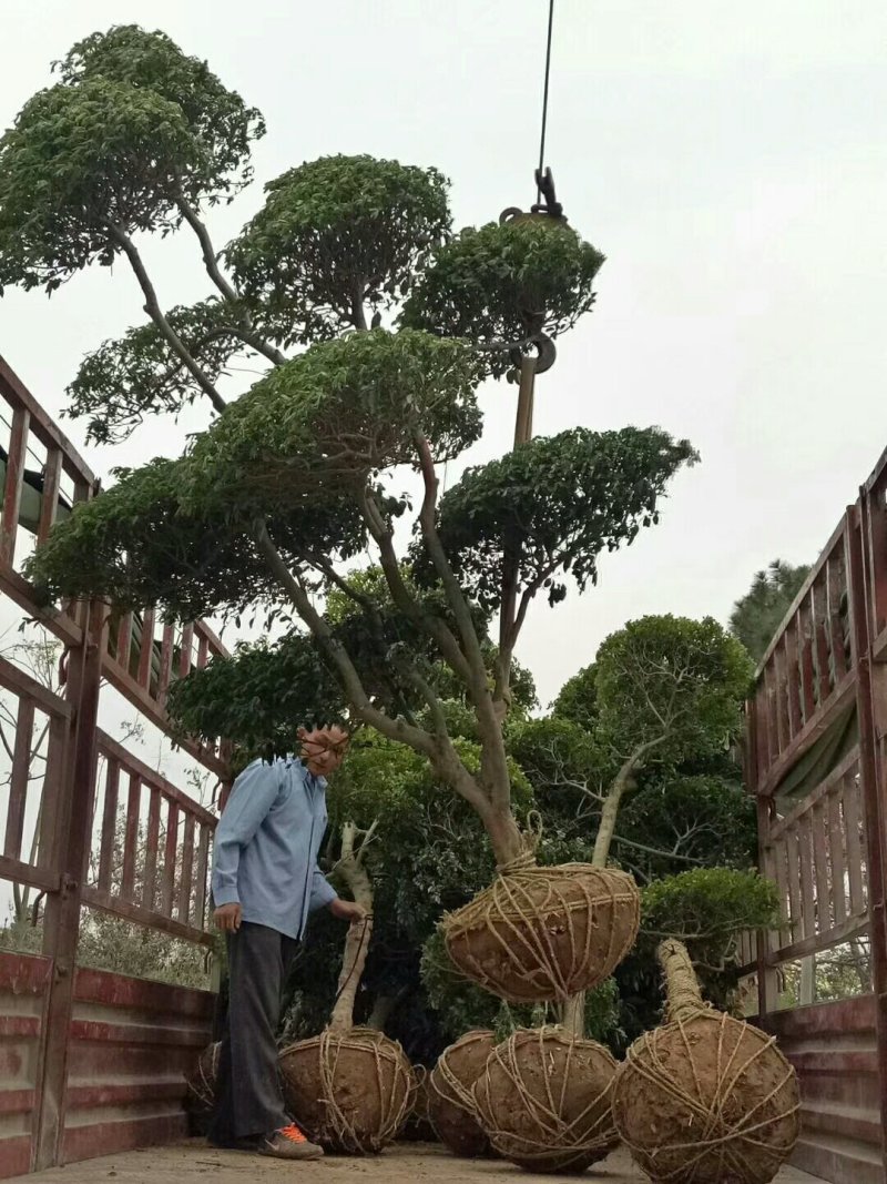 小叶女贞造型，河南潢川县友好苗圃场专业培育各种造型。