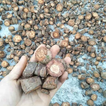 野生黑老虎根黑老虎根
