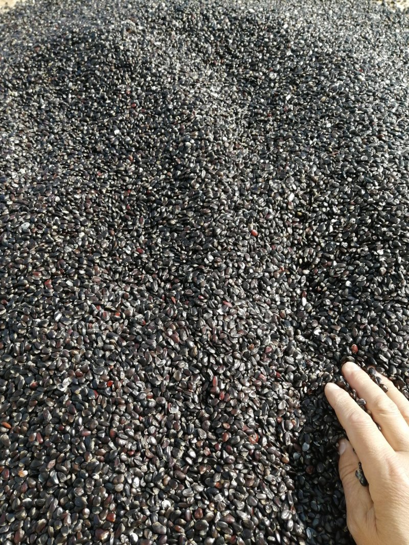 紫色八月瓜（紫宝二号）种子出芽率高出同行