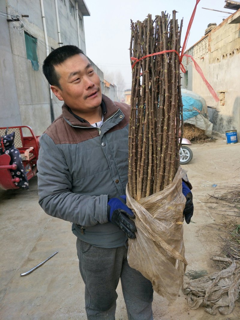 当年大红袍花椒苗，现挖现发，保湿发货包成活