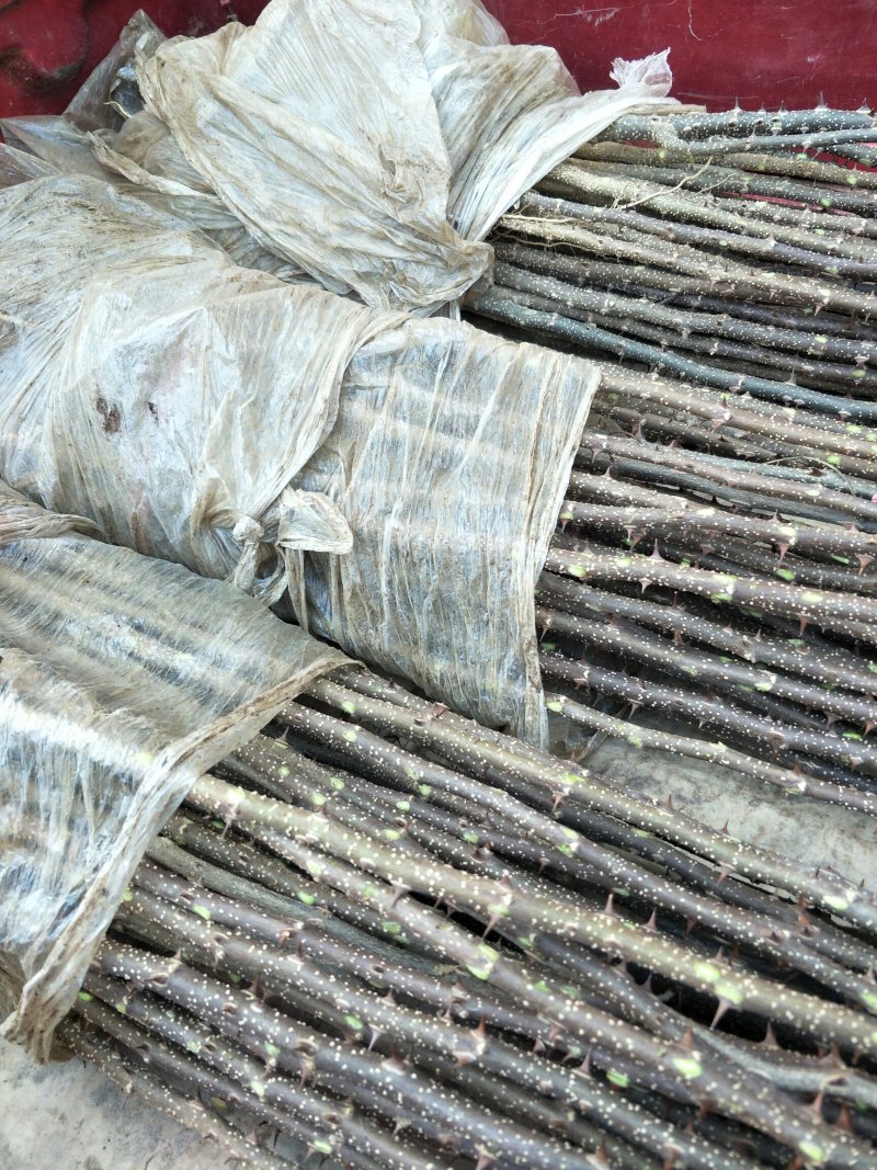 当年大红袍花椒苗，现挖现发，保湿发货包成活