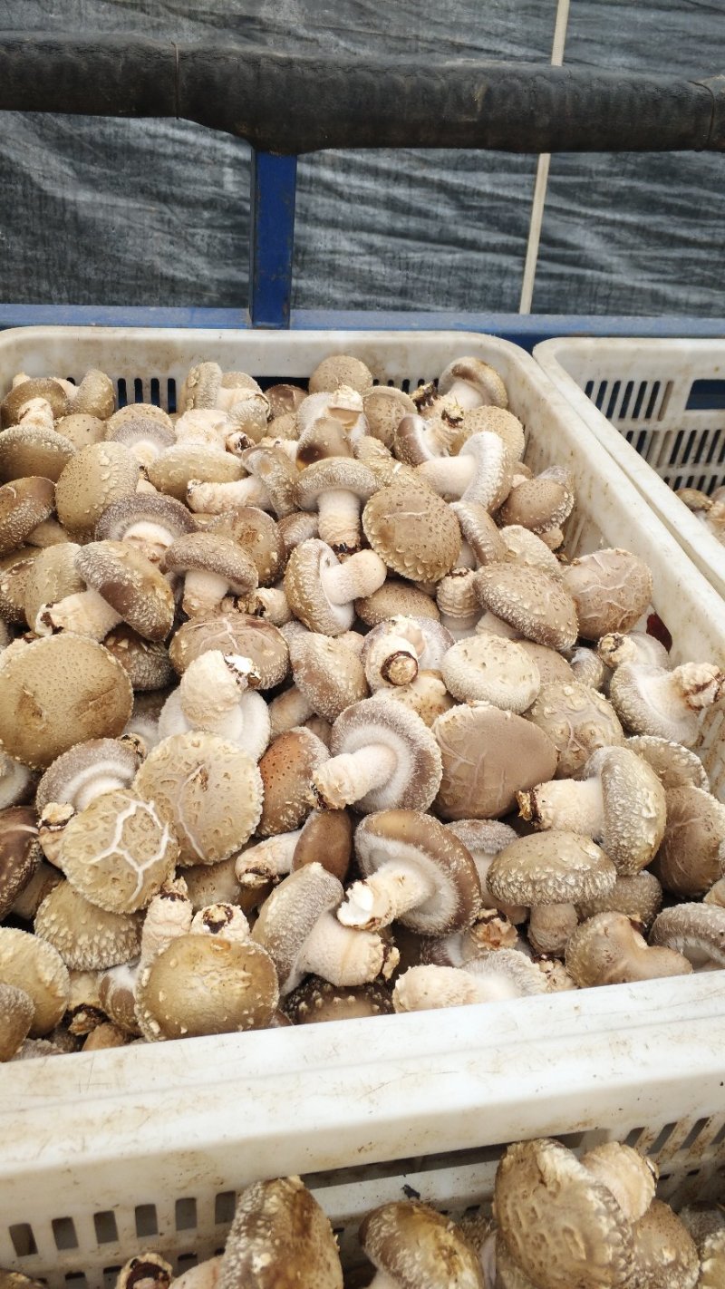 河南舞钢优质白花香菇大量上市产地直销代收代办专业冷库仓储