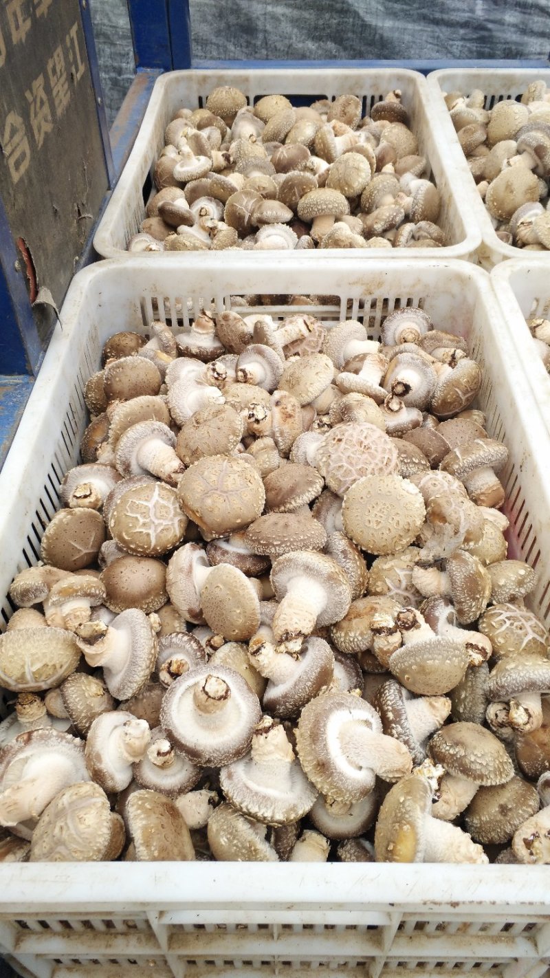 河南舞钢优质白花香菇大量上市产地直销代收代办专业冷库仓储