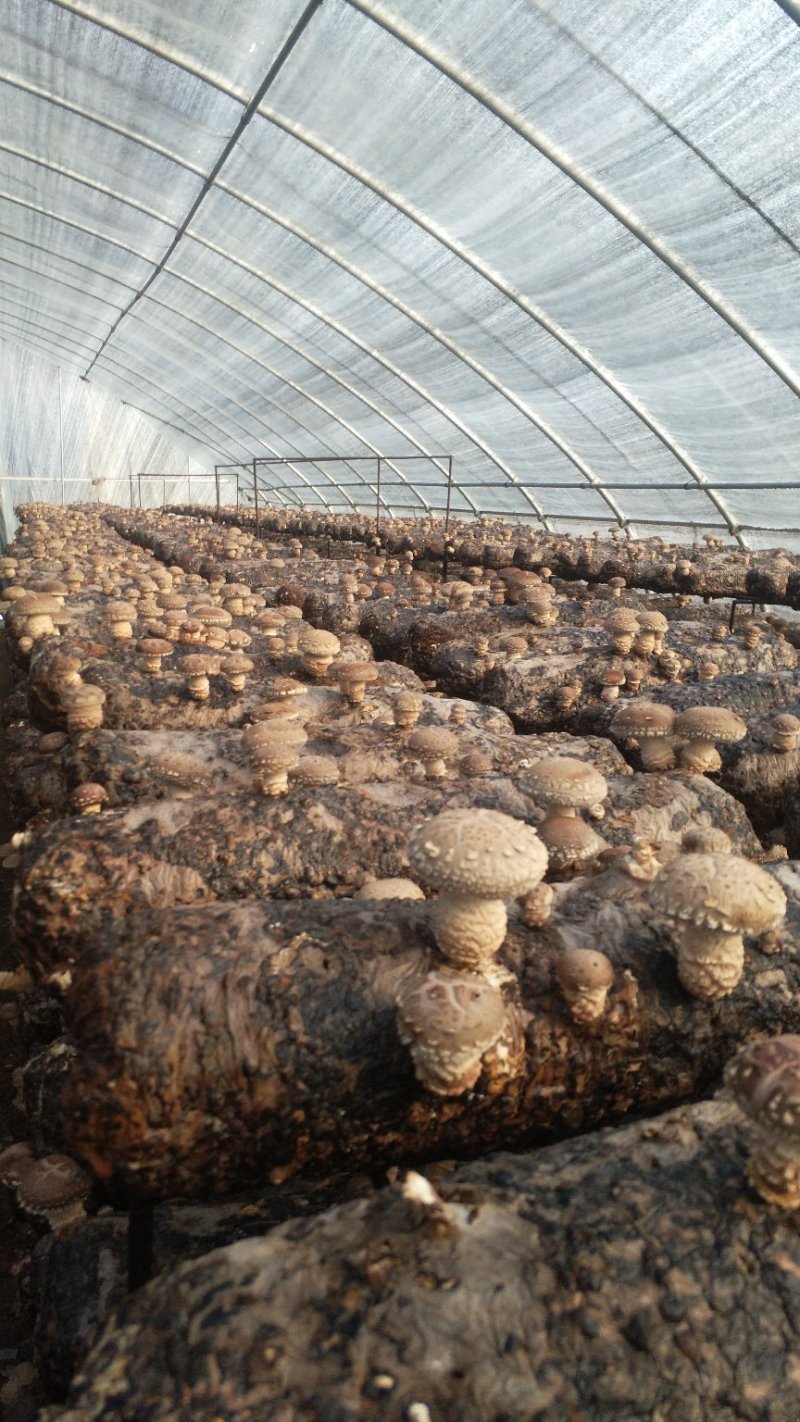 河南舞钢优质白花香菇大量上市产地直销代收代办专业冷库仓储