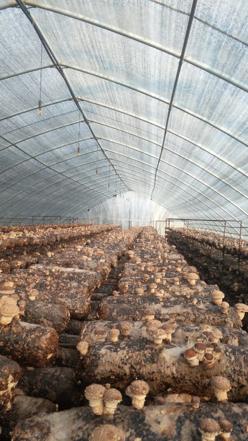 河南舞钢优质白花香菇大量上市产地直销代收代办专业冷库仓储