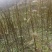 一至二年杜仲小苗，生长旺势，供应量充足。