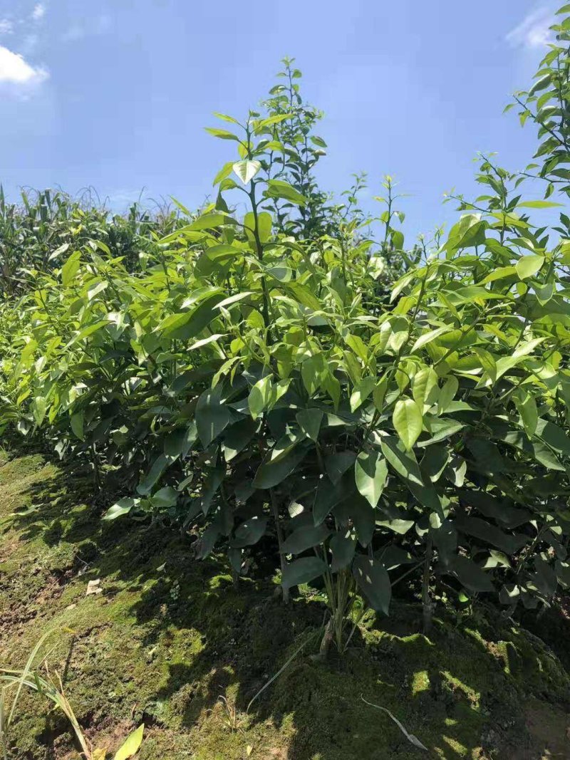 桔子树嫁接苗爱媛38耙耙柑丑柑椪柑血橙基地发货品质保证