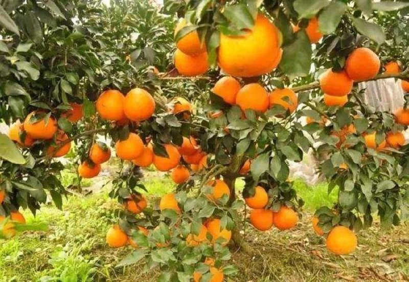 桔子树嫁接苗爱媛38耙耙柑丑柑椪柑血橙基地发货品质保证