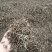 猫须草，化石草，肾茶，今年新货无硫产地批发