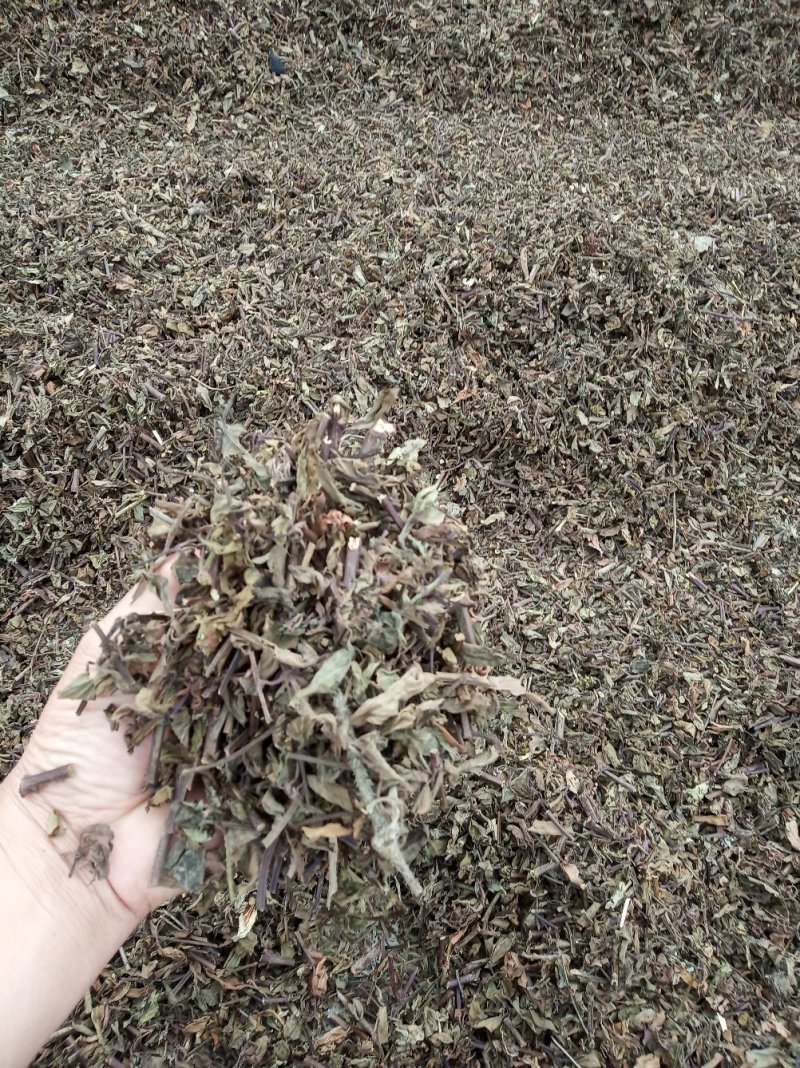 猫须草，化石草，肾茶，今年新货无硫产地批发