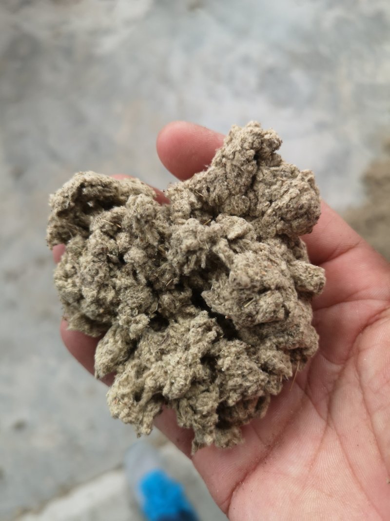 全颗毛胚绒