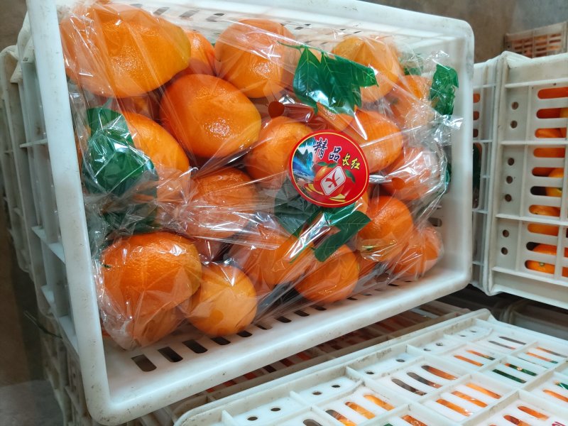 【长虹脐橙】产地直销现场把控质量装车一手货源