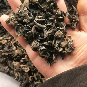 木耳