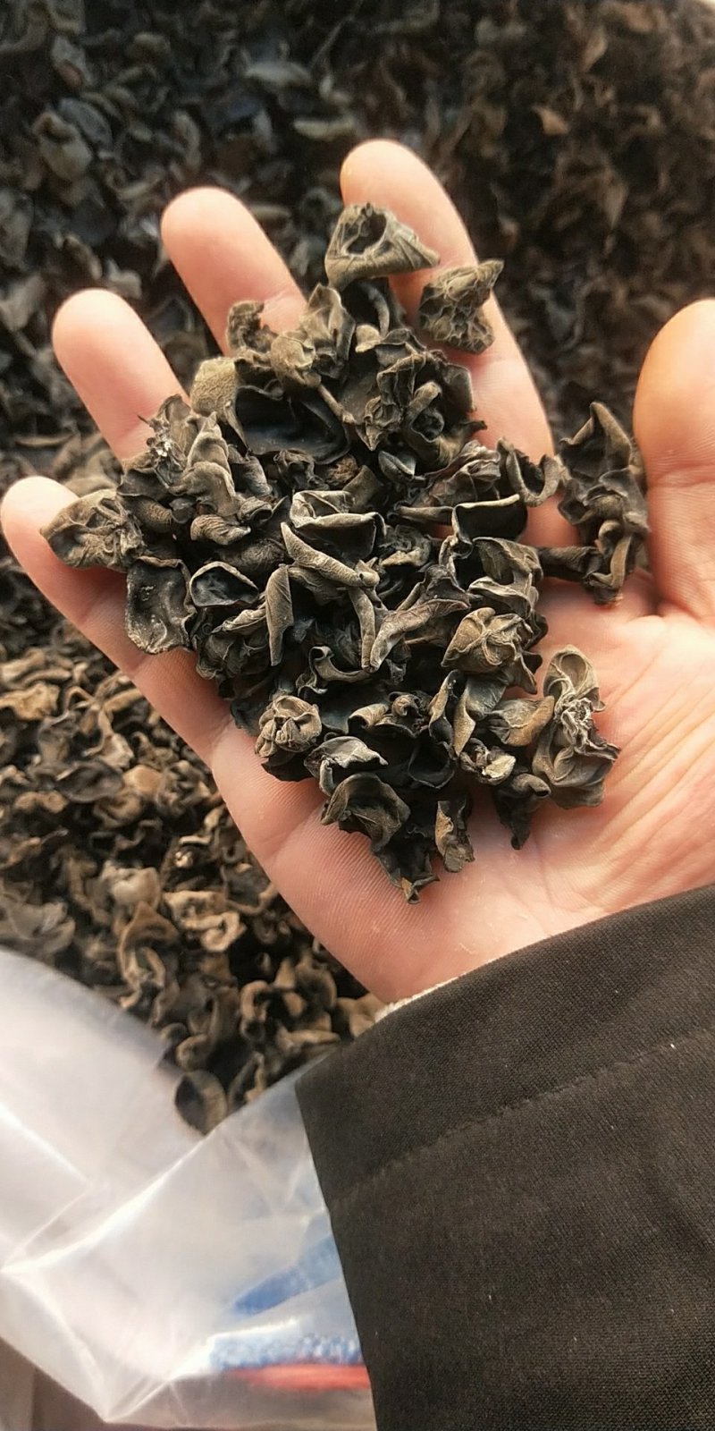 木耳