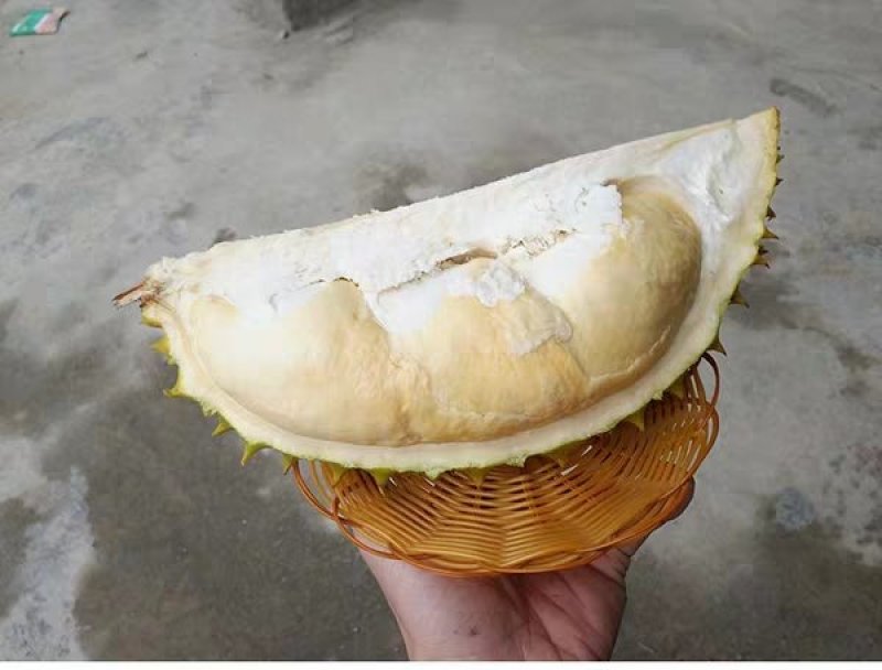 金枕榴莲苗猫山榴莲苗原土杯苗保证品质