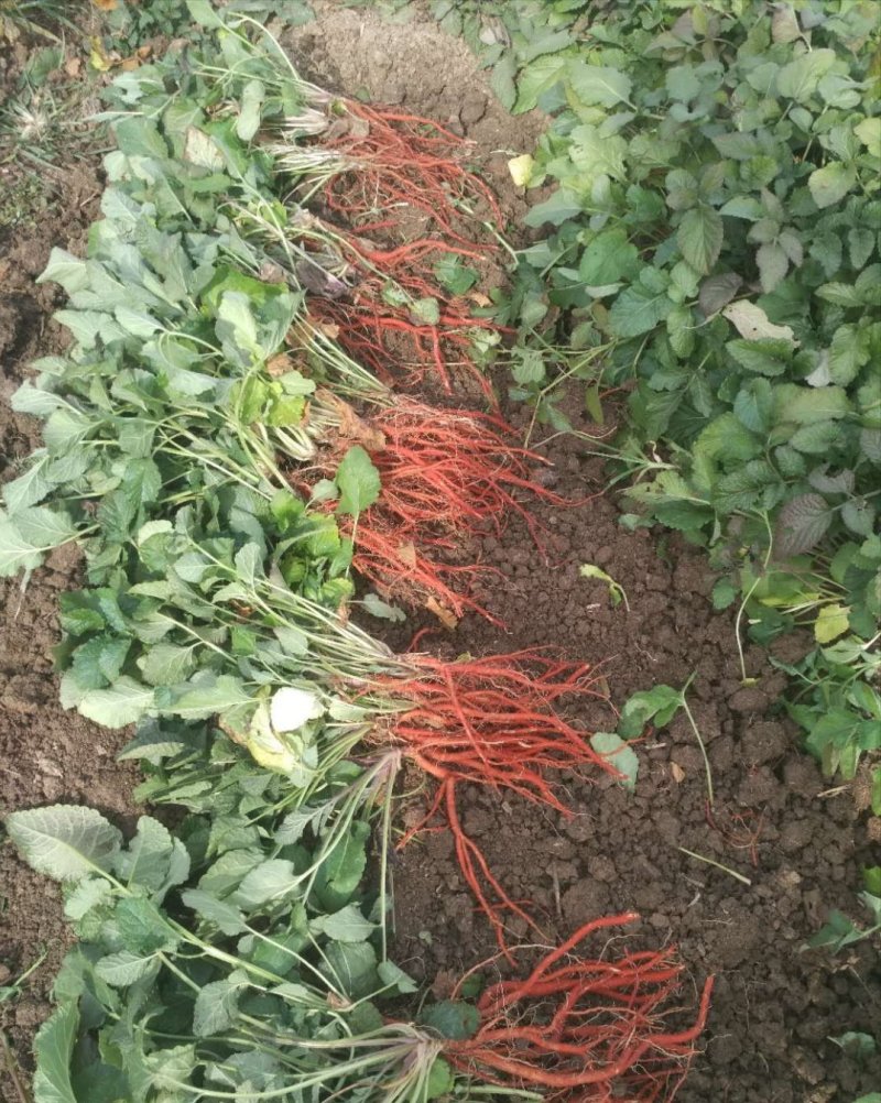 丹参苗子丹参籽丹参基地丹参种植专利丹参专家