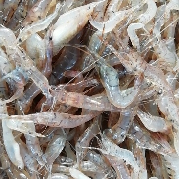河虾（品种青虾）