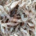 河虾（品种青虾）