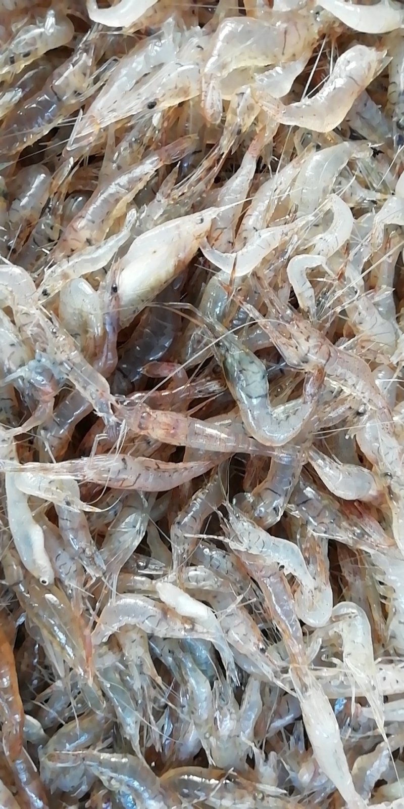 河虾（品种青虾）