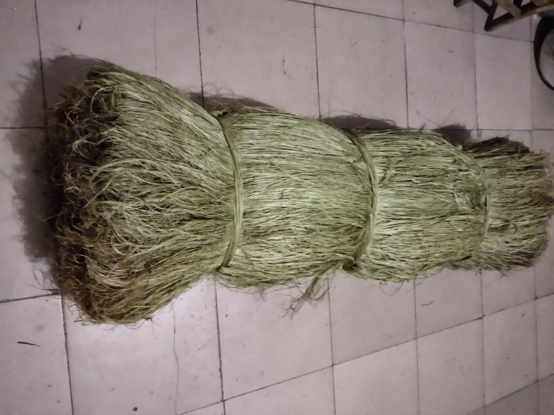 纯手I苎麻原麻丝，优质良种，易成活青麻苗