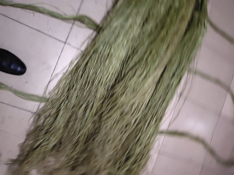 纯手I苎麻原麻丝，优质良种，易成活青麻苗