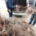 夏黑葡萄苗早夏无核阳光玫瑰甜蜜蓝宝石葡萄苗