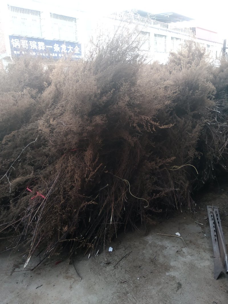 青蒿黄蒿上半截细杆子可切片加工货源充足