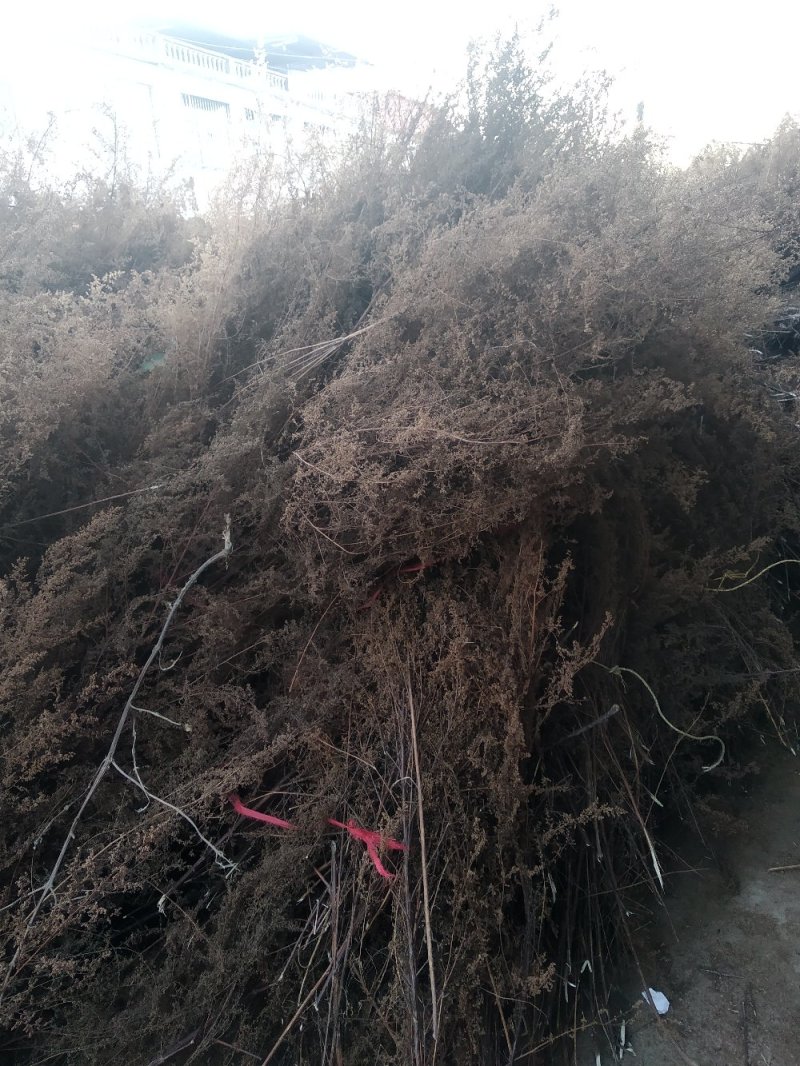 青蒿黄蒿上半截细杆子可切片加工货源充足