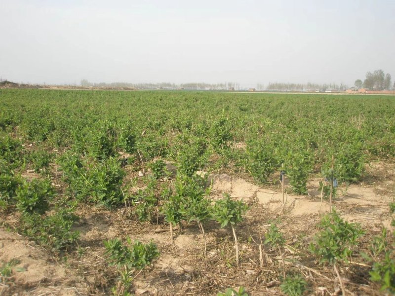 金银花苗苗圃直销，包成活率，低价出售，苗圃直销