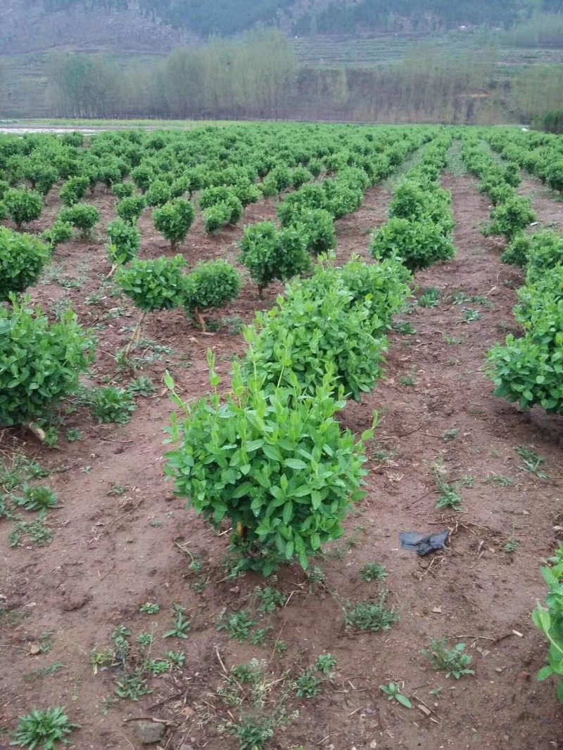 金银花苗苗圃直销，包成活率，低价出售，苗圃直销