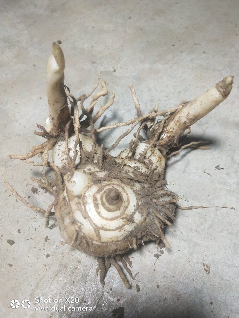 紫花，三叉白芨，块茎种子带牙头，去须根商品货都有。