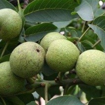 核桃苗
