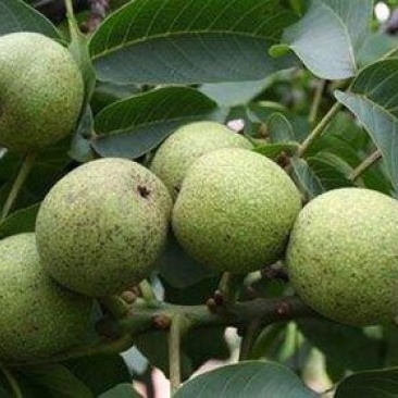 核桃苗