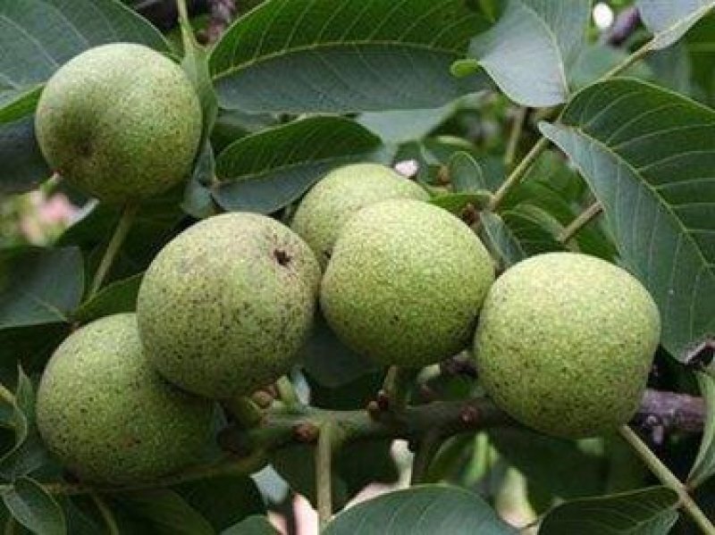 核桃苗