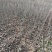 核桃苗