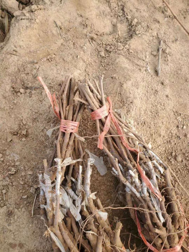 金手指早夏无核白鸡心阳光玫瑰甜蜜蓝宝石葡萄苗