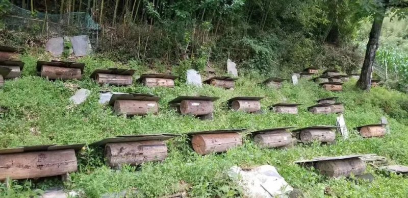 四川土蜂蜜保质保量量大从优欢迎咨询一次交易终身朋友