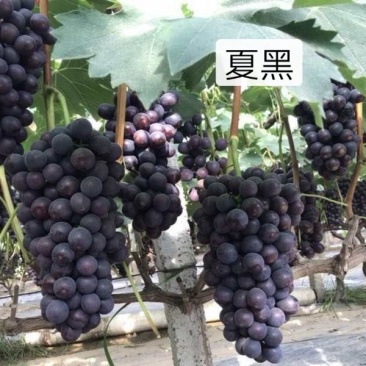 夏黑户太八号阳光玫瑰巨玫瑰葡萄苗蓝宝石金手指