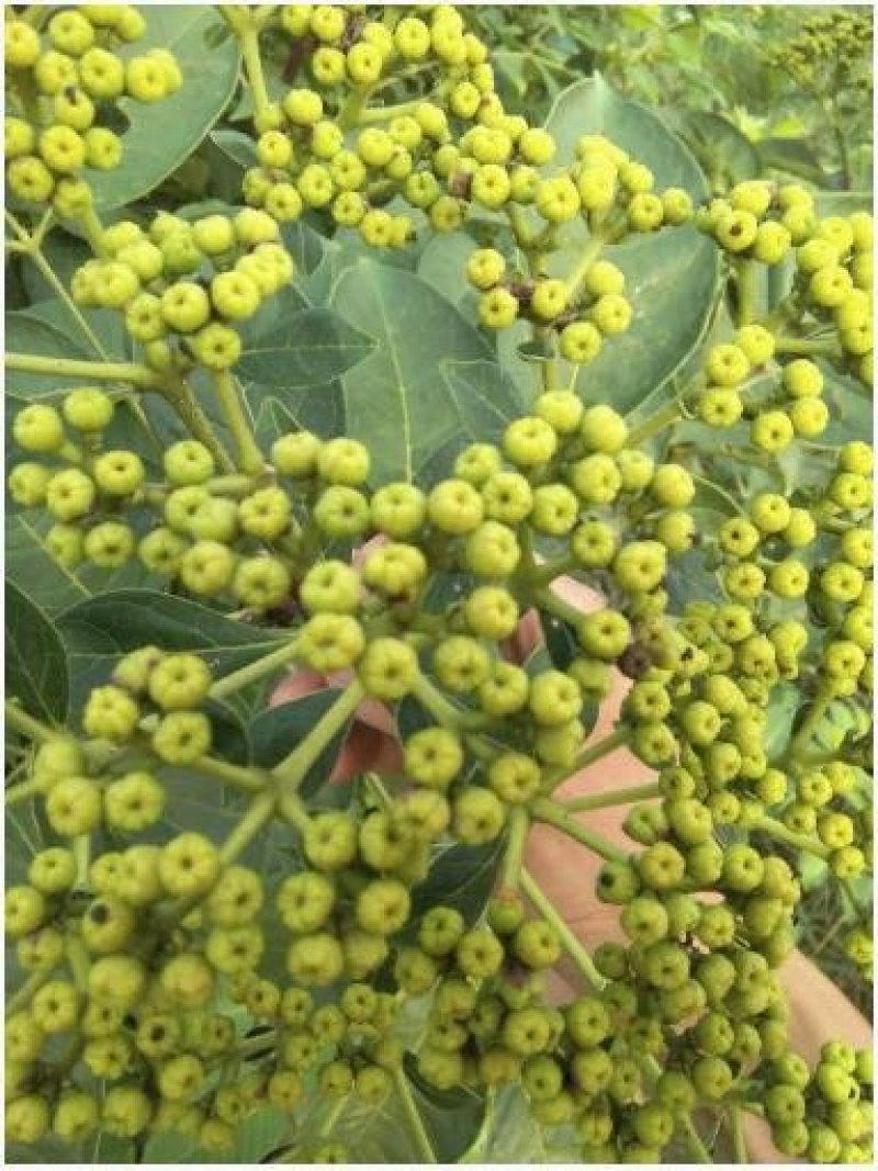 江西中花吴茱萸(扦插苗)，基地直销.现挖现卖.提供种植技