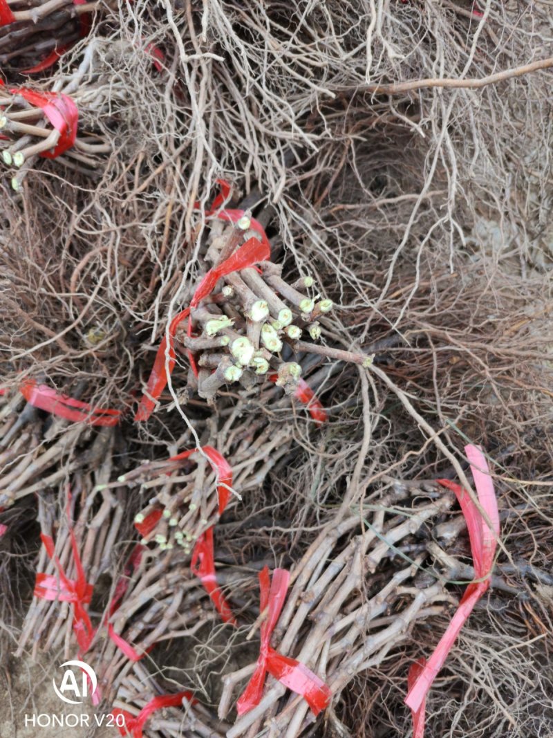 阳光玫瑰，夏黑，巨玫瑰，甜蜜蓝宝石葡萄苗