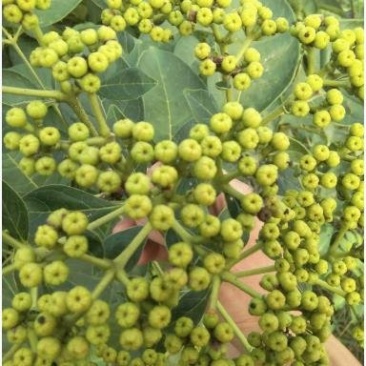 江西中花吴茱萸根生苗，根部粗壮，无病虫害，易成活。